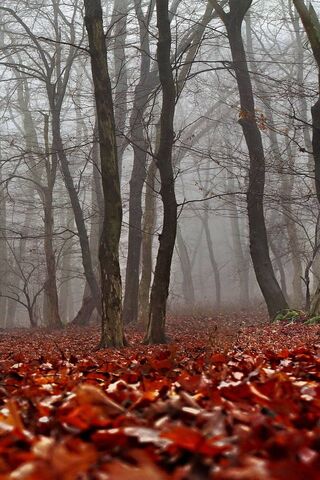 Enchanted Autumn Woods 🍂✨