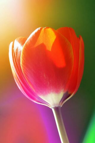 Single Tulip