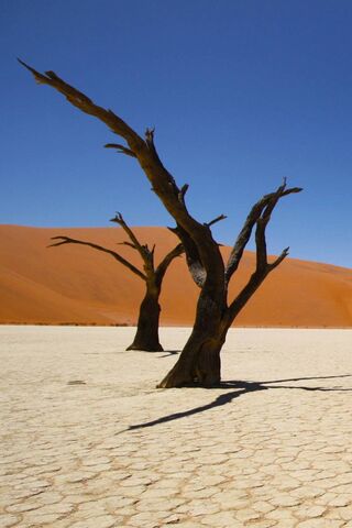 Whispers of the Namib: A Desert's Tale 🌵✨