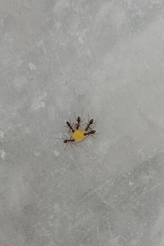 Ants