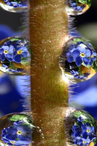 Whispers of Remembrance 🌼💧