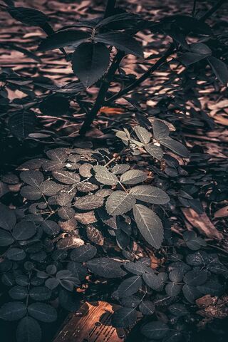Dark Leaves