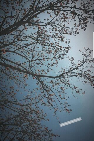Blossoms Against the Sky 🌸☁️