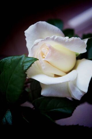 White Rose