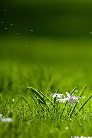 Whispers of Spring: A F..