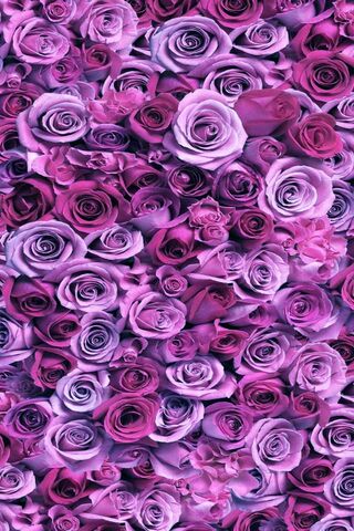 Lavender Dreams: A Flor..