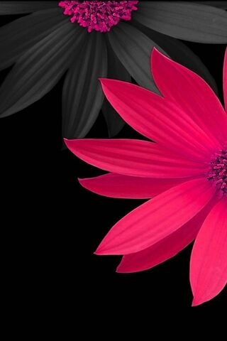 Blooming Elegance: A Da..