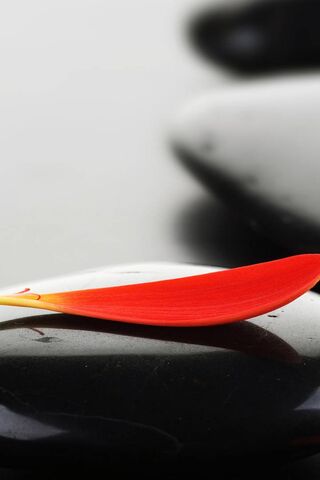 Flower Petal