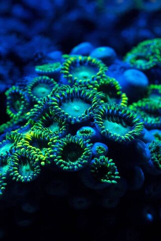 Corals Underwater