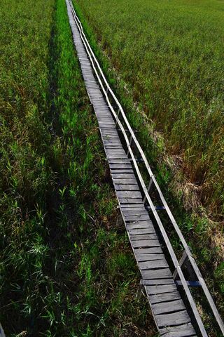 Reed Pathway: A Journey Through Nature 🌾✨