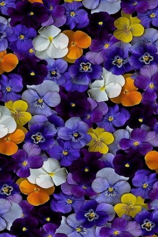 Vibrant Blooms: A Symph..