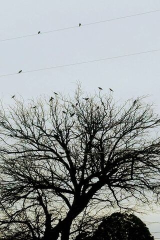 Chorus of the Sky: A Bird's Gathering