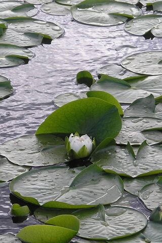 Nature's Gem: Water Drops on Lily Pads 🌿💧