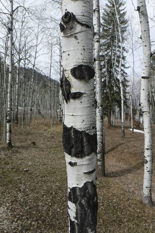 Whispering Woods: The Aspen Tree Grove 🌳✨