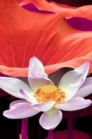 Lotus In Autumn Wallpaper - Download to your mobile from PHONEKY