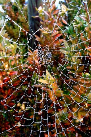 Nature's Crystal Web: The Art of Toile Araigne 🕸️✨