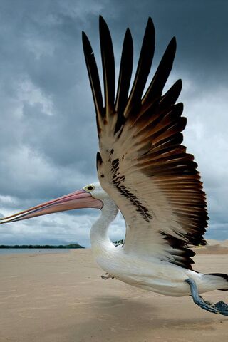 Soaring Elegance: The Stork in Flight