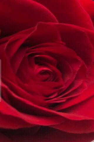 Crimson Elegance: The Heart of a Rose 🌹