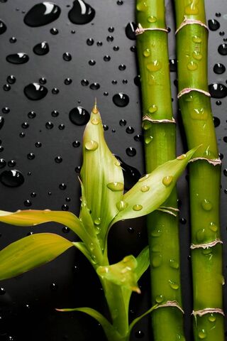 Bamboo Wallpaper - Download to your mobile from PHONEKY