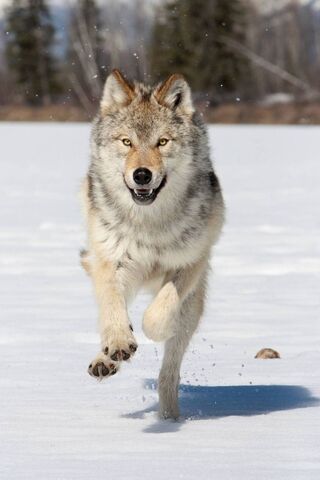 Grey Wolf