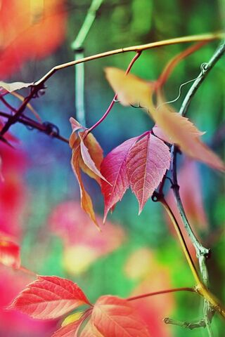 Autumn's Colorful Embra..