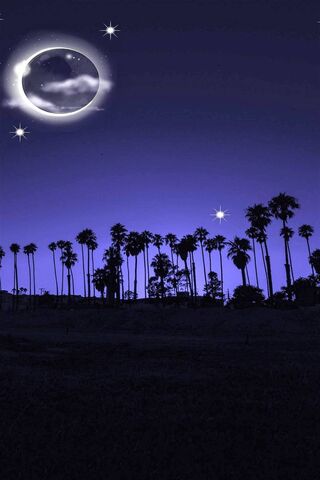 Moonlit Palms: A Night to Remember 🌙🌴