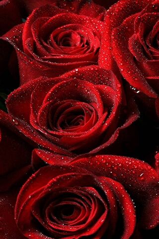 Rosa Rapture: A Symphony of Red 🌹✨