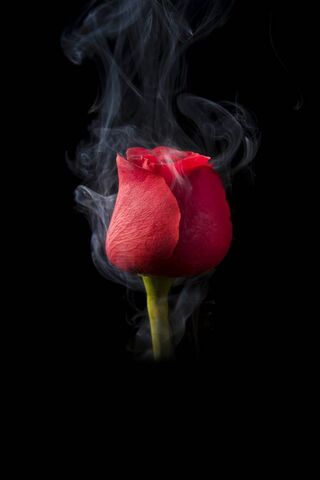 Mystical Rose: A Dance ..