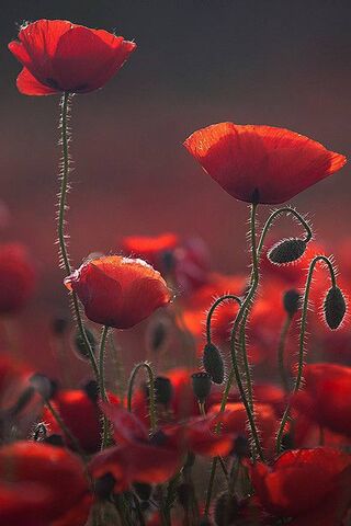 Crimson Dreams: The Bea..