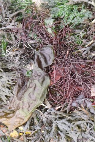 Underwater Wonders: The Beauty of Seaweed 🌊🍃