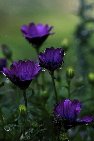 Dew-Kissed Blooms of Sp..