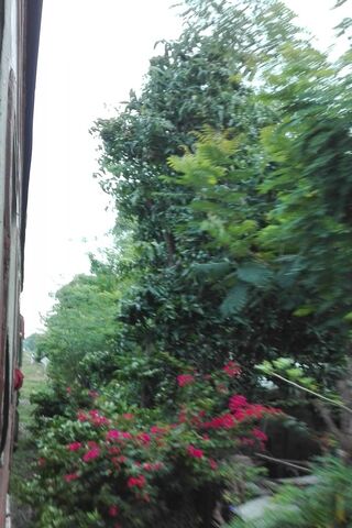 Lush Serenity of Sri Lanka 🌿🌺