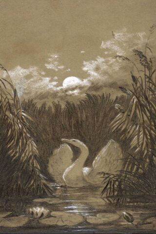 Serenity of the Swan 🌅