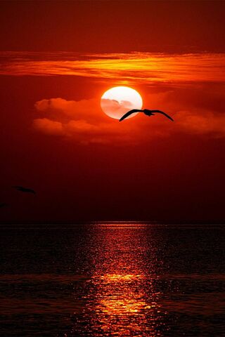 Sunset Serenade: A Dance of Light and Shadow 🌅