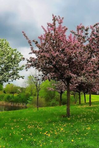 Blossoms of Serenity 🌸🌳