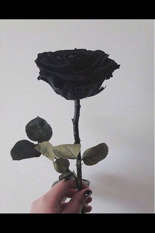 Eternal Elegance: The Black Rose 🌹✨