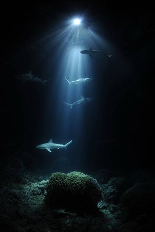 Mysteries of the Deep 🌊✨