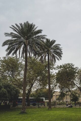 Serenity at the University of Baghdad 🌴📚