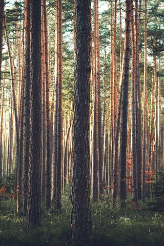 Whispers of the Woodland: A Journey Through Nature 🌲🏞️