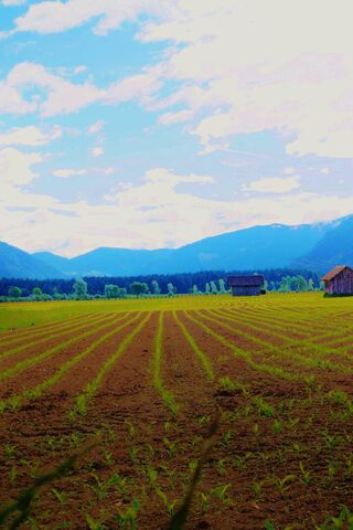 Serenity in the Fields 🌾🌄