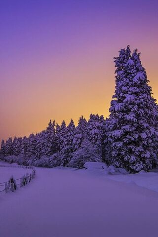 Enchanted Twilight in Winter