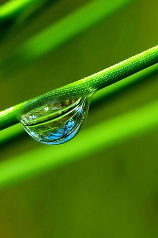 Nature's Crystal: The Waterdrop Wonder 💧🌿