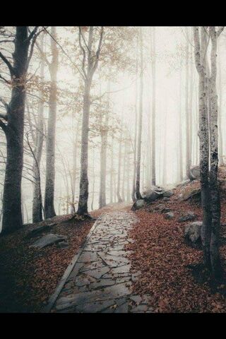 Enchanted Pathway 🌲✨