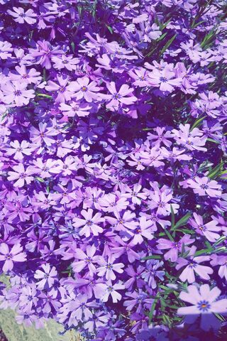 Purpleflowers