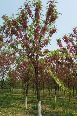 Nature's Pink Symphony 🌸🎶