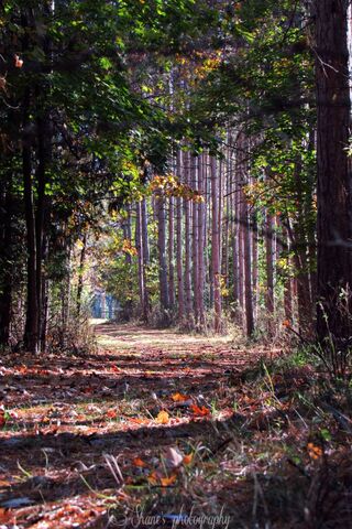 Pathway to New Beginnings 🌳✨