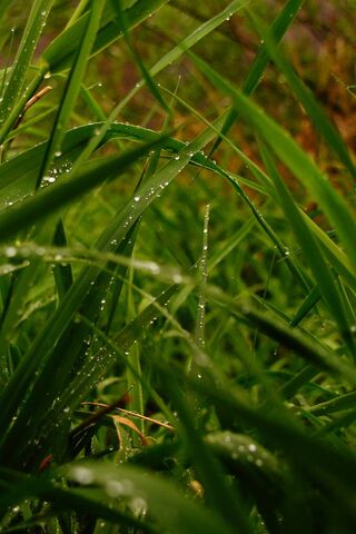 Morning Dew on Greengrass 🌿✨