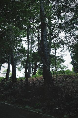 Whispers of the Bosque 🌲✨