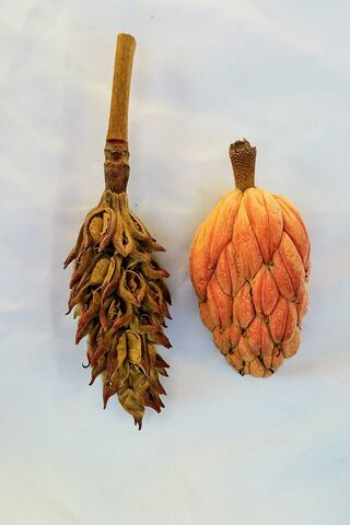 Magnolia Seeds
