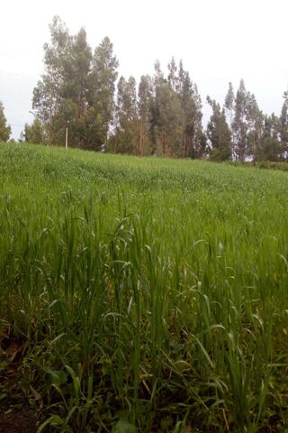 Lush Green Fields of Campo Verde 🌱🌳